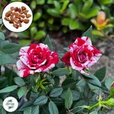 50 Heirloom Tiger Red Mini Miniature Rose Rosa bush Fragrant flower Bonsai Garden Seeds